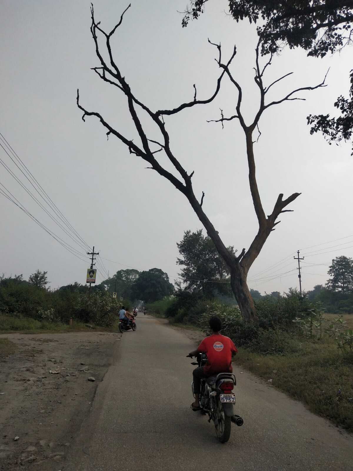 सड़क किनारे सूखे पड़े से जान को खतरा