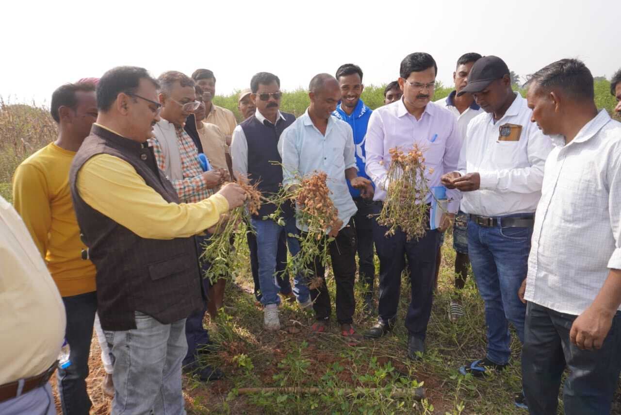 ओके ::::: चावल विकास निदेशालय के निदेशक ने मूंगफली की खेती का लिया जायजा