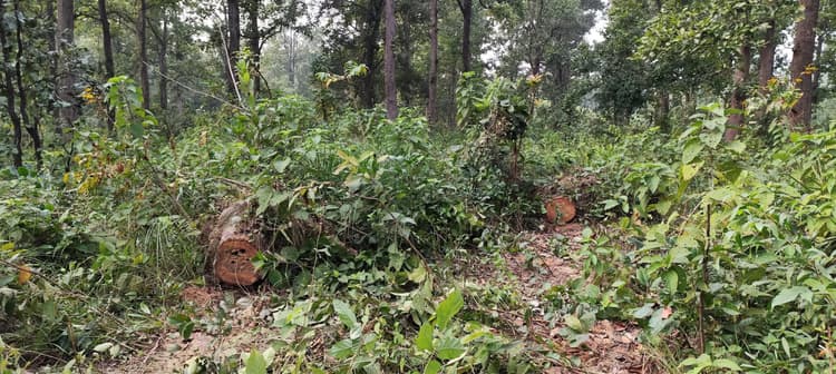 Ghatshila News : बनडीह जंगल से साल के तीन पेड़ काट ले गये चोर, मामला दर्ज