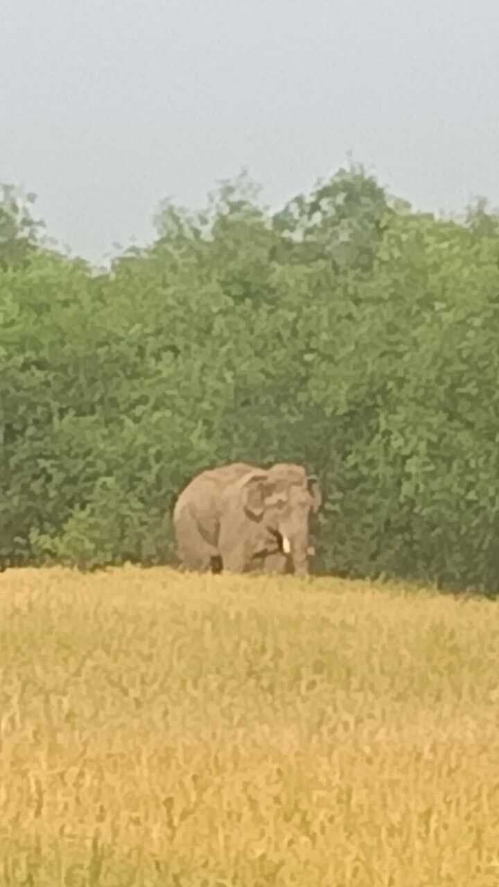 Seraikela News : चांडिल अनुमंडल के खेत में तैयार फसल बर्बाद कर रहे हाथी, किसान चिंतित