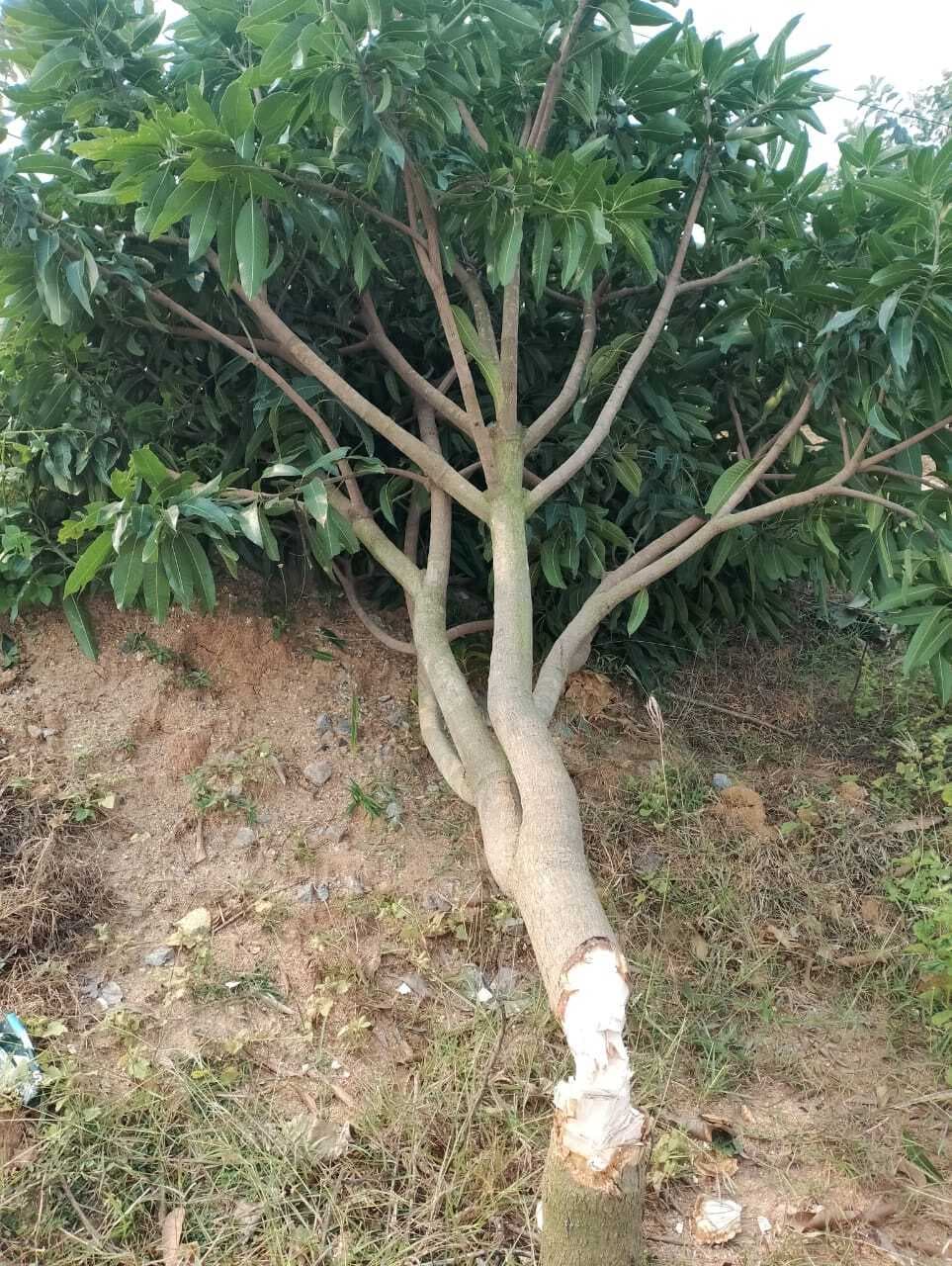 हथियार का भय दिखा बगीचे से काट लिये आम के 80 हरे-भरे पेड़