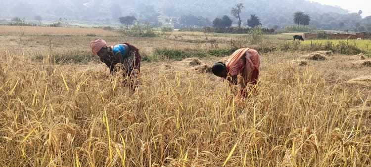 dhanbad news : अच्छी हुई है फसल, धनकटनी शुरू