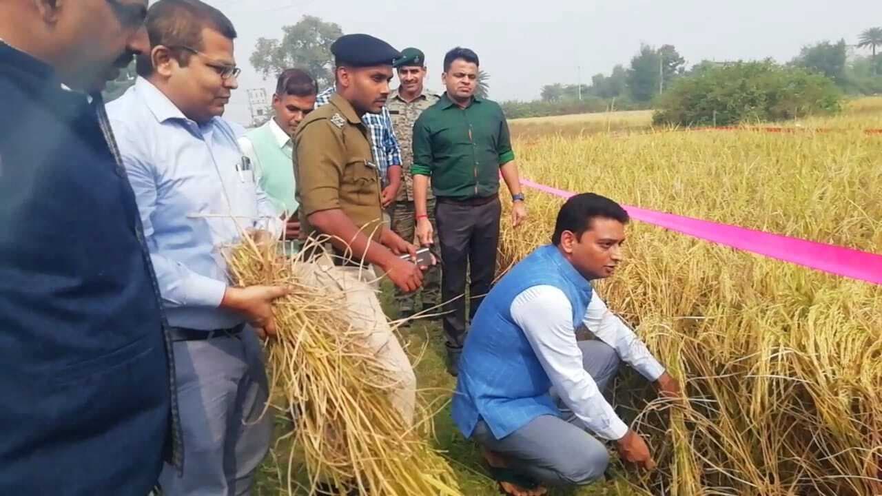 रामनगर पंचायत में प्रति हेक्टर 69.5 क्विंटल धान की पैदावार