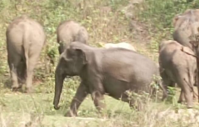Rourkela News: राउरकेला वन मंडल के तीन रेंज में 96 हाथियों ने जमाया डेरा, दहशत में ग्रामीण