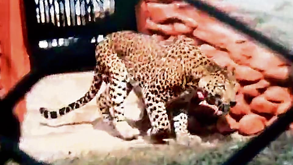 Rourkela News: इंदिरा गांधी पार्क के चिड़ियाघर में अब तेंदुओं को देख सकेंगे आगंतुक