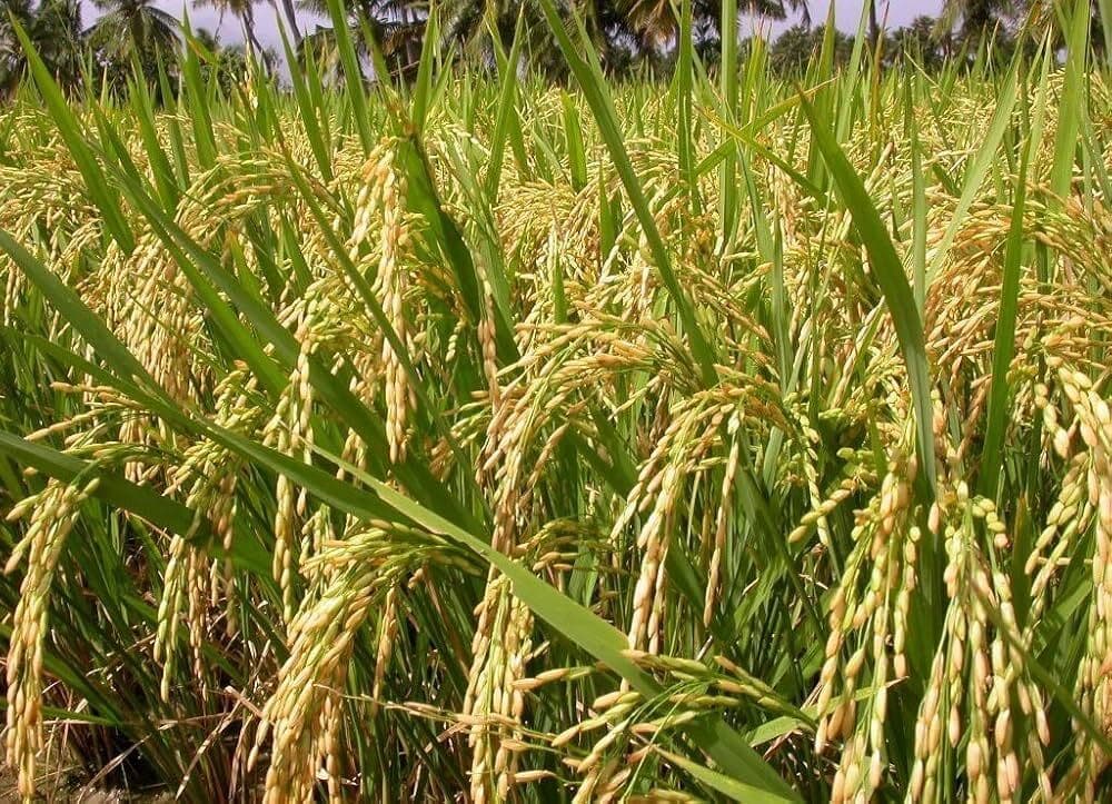 Jamshedpur News : धान खरीद के लिए पूर्वी सिंहभूम में 29 क्रय केंद्र खुलेगा, प्रस्ताव भेजा