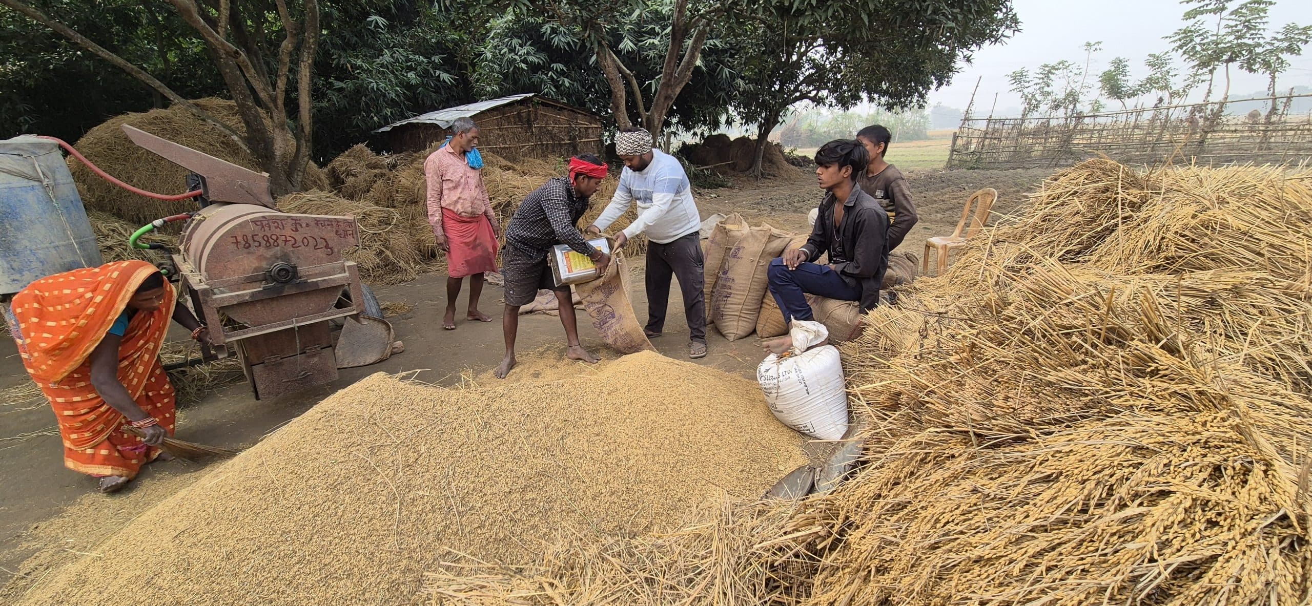 बिचौलिए खेत से ही कर रहे हैं धान का उठाव