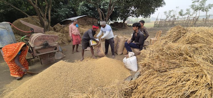 बिचौलिए खेत से ही कर रहे हैं धान का उठाव