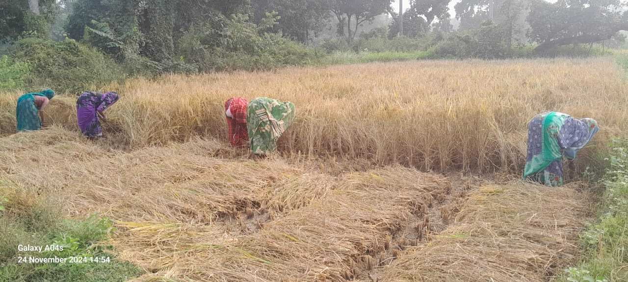 कटनी मजदूर की कमी से जूझ रहे किसान, खरीद पर असर