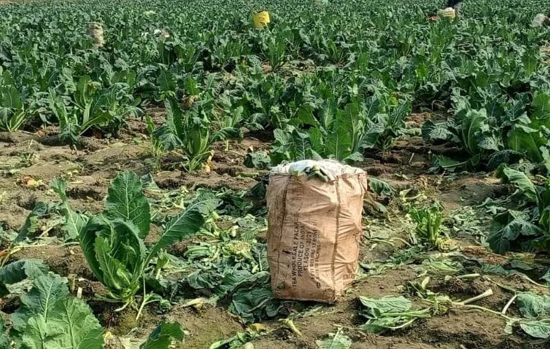 Jamshedpur News : पूर्वी सिंहभूम में सब्जियों की हुई बेहतर पैदावार, घटेगी कीमत