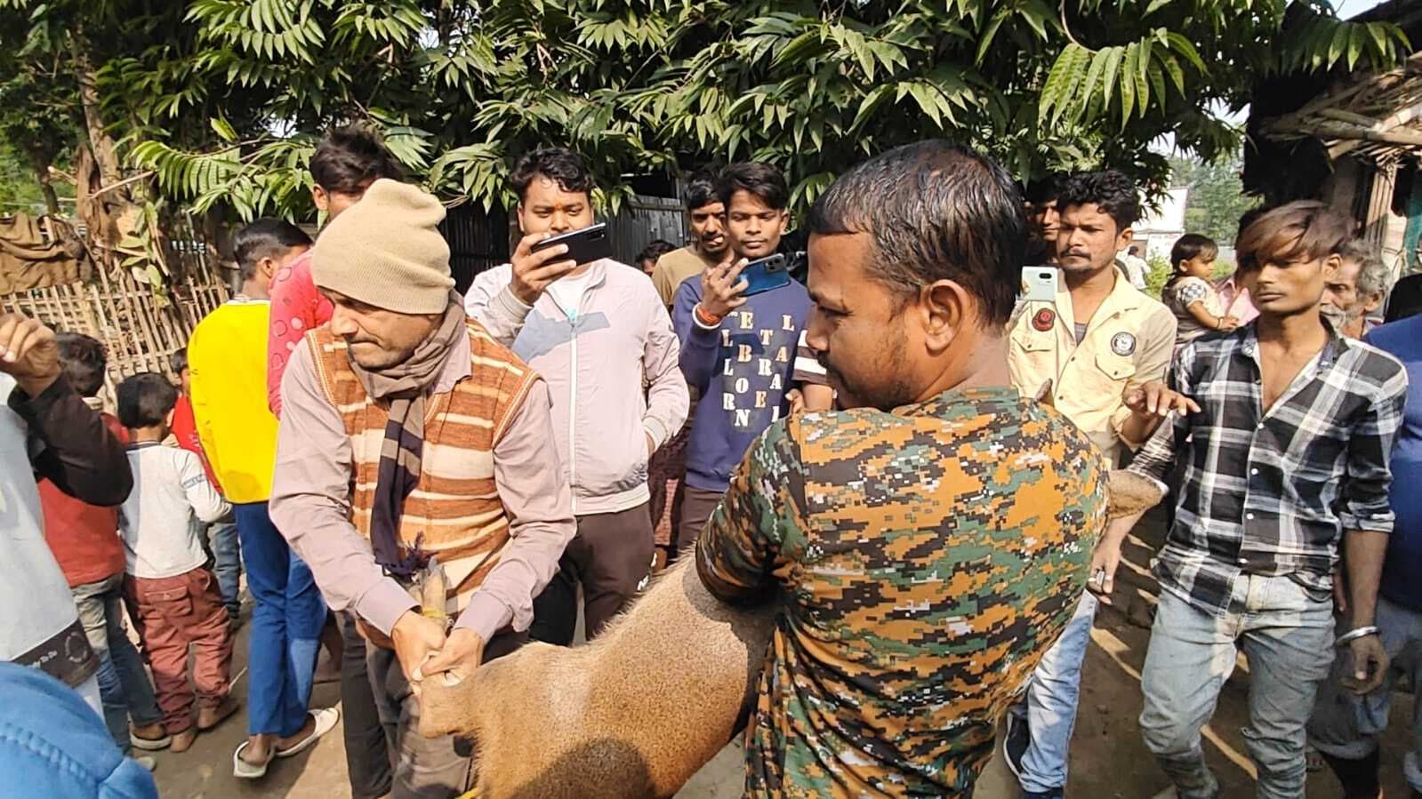 लोगों ने पकड़ा हिरण, वन विभाग को सौंपा