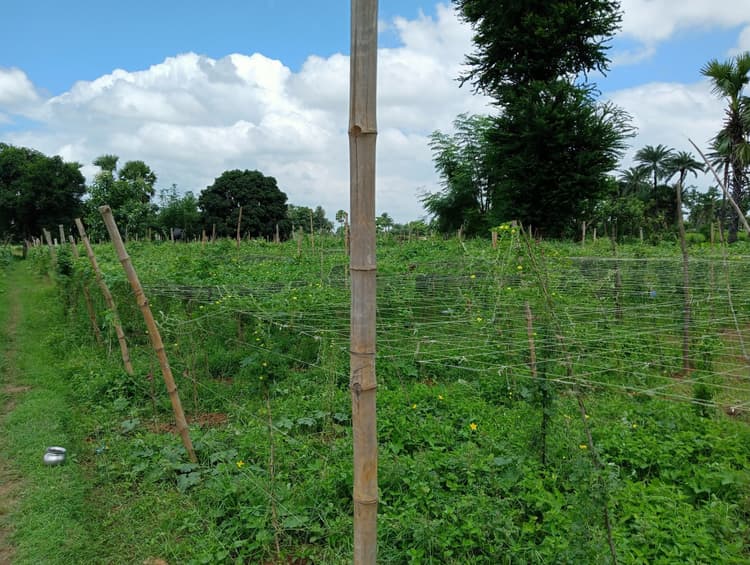 आलान प्रबंधन से विकसित होगी बांका में हरी सब्जी की खेती