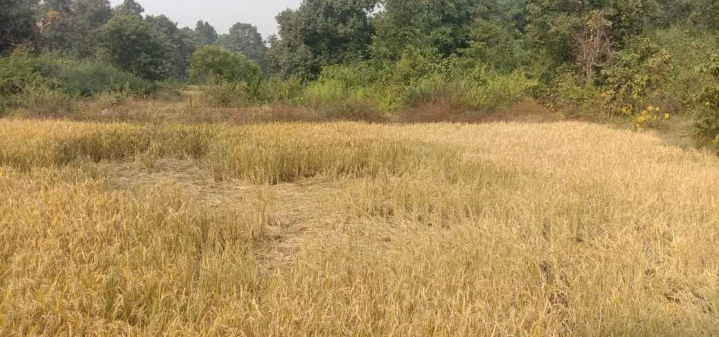 Giridih News: चार हाथियों के झुंड ने मचाया उत्पात, धान व बाजरा को पहुंचाया नुकसान
