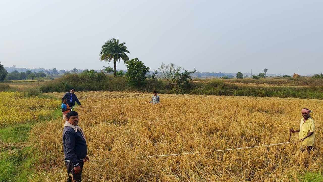 Jamtara News: जनसेवकों ने क्रॉप कटिंग कर की धान उत्पादन की गणना