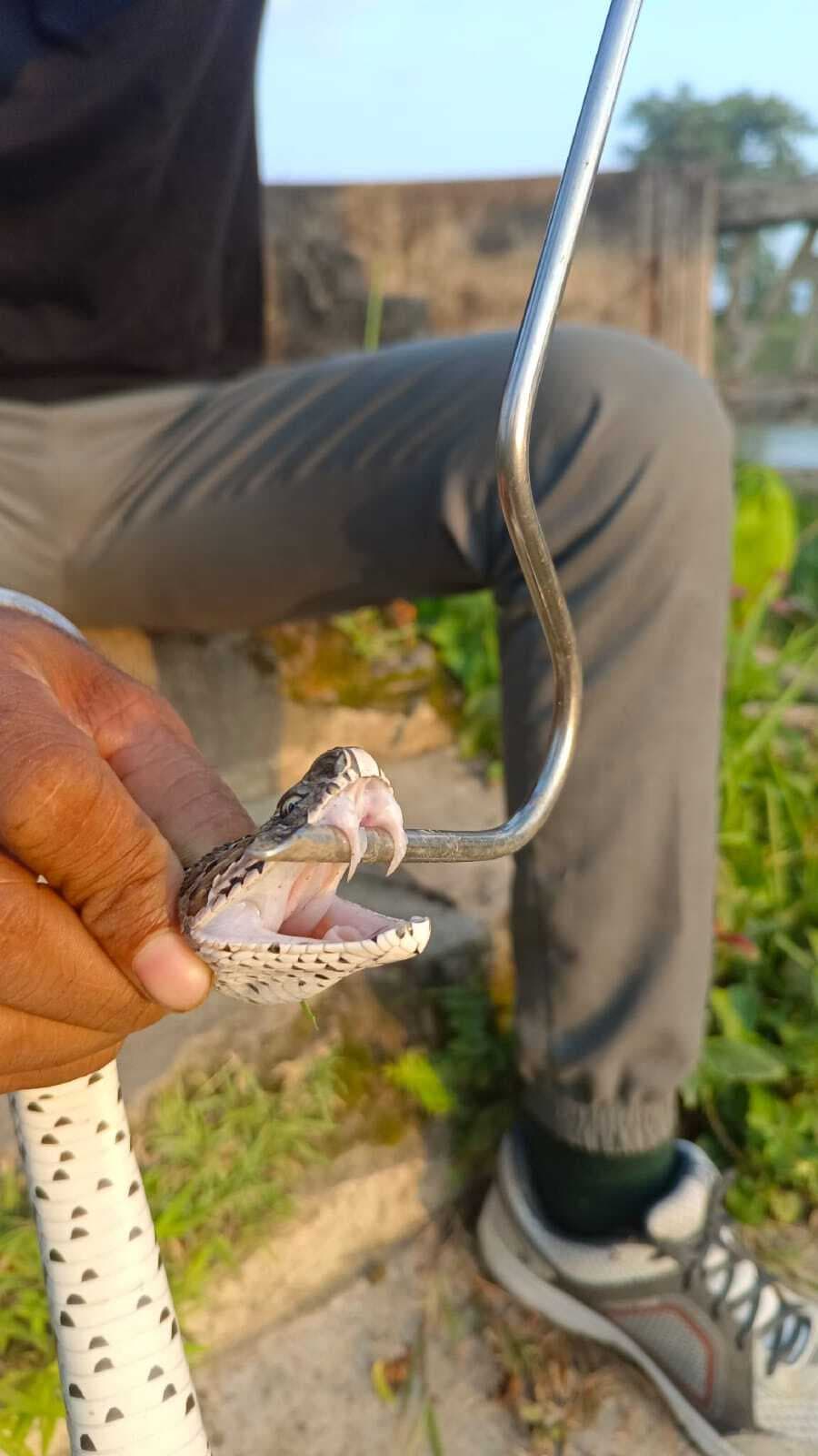 घर में निकला रसेल वाइपर, वन कर्मियों ने रेस्क्यू कर जंगल में छोड़ा