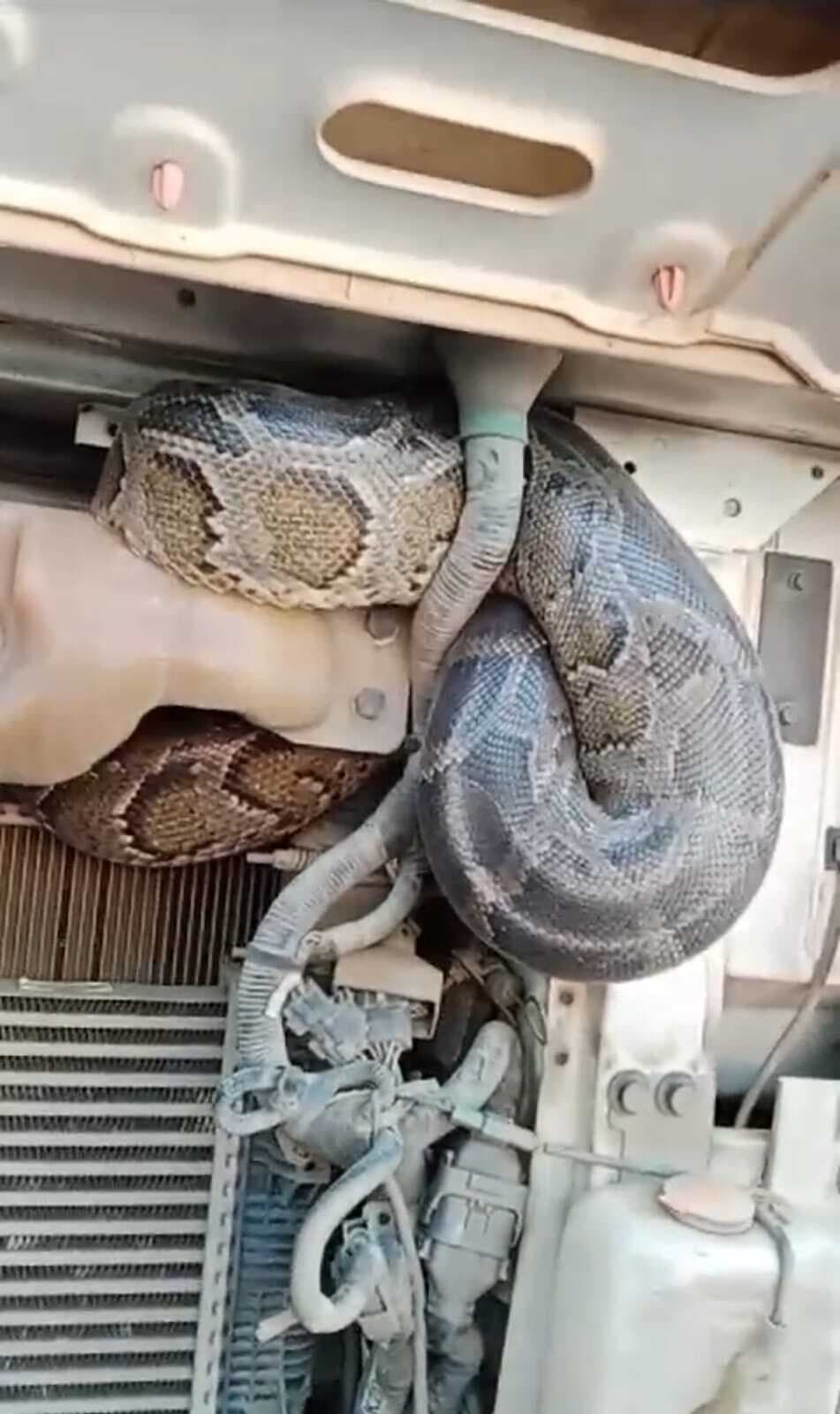 ट्रक के इंजन में फंस कुशीनगर से नरकटियागंज पहुंच गया अजगर