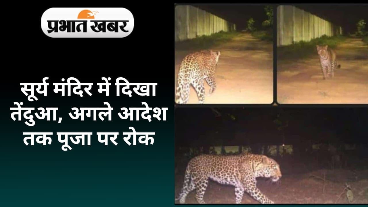 leopard in bihta airport campus leopard in bihta airport campus