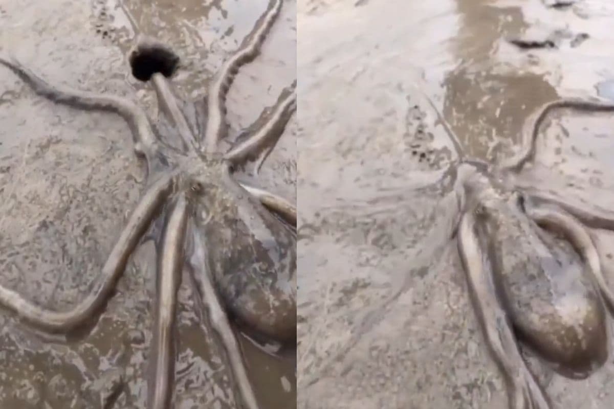 Video: समंदर में कैसे कैसे रहस्य, इस ऑक्टोपस का वीडियो देख सिहर जाएंगे