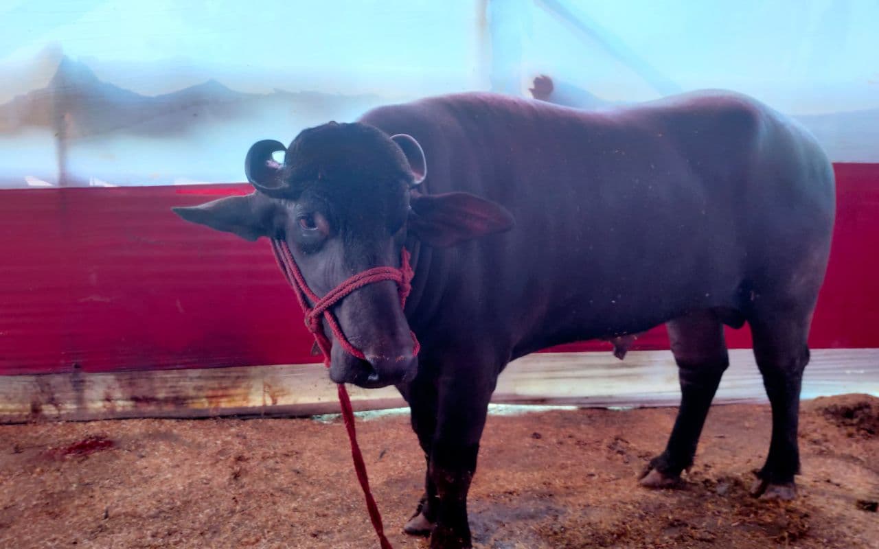 Sonepur Mela: सोनपुर मेला में बीयर न मिलने से भैंसा हुआ सुस्त, कीमत दो करोड़ से अधिक