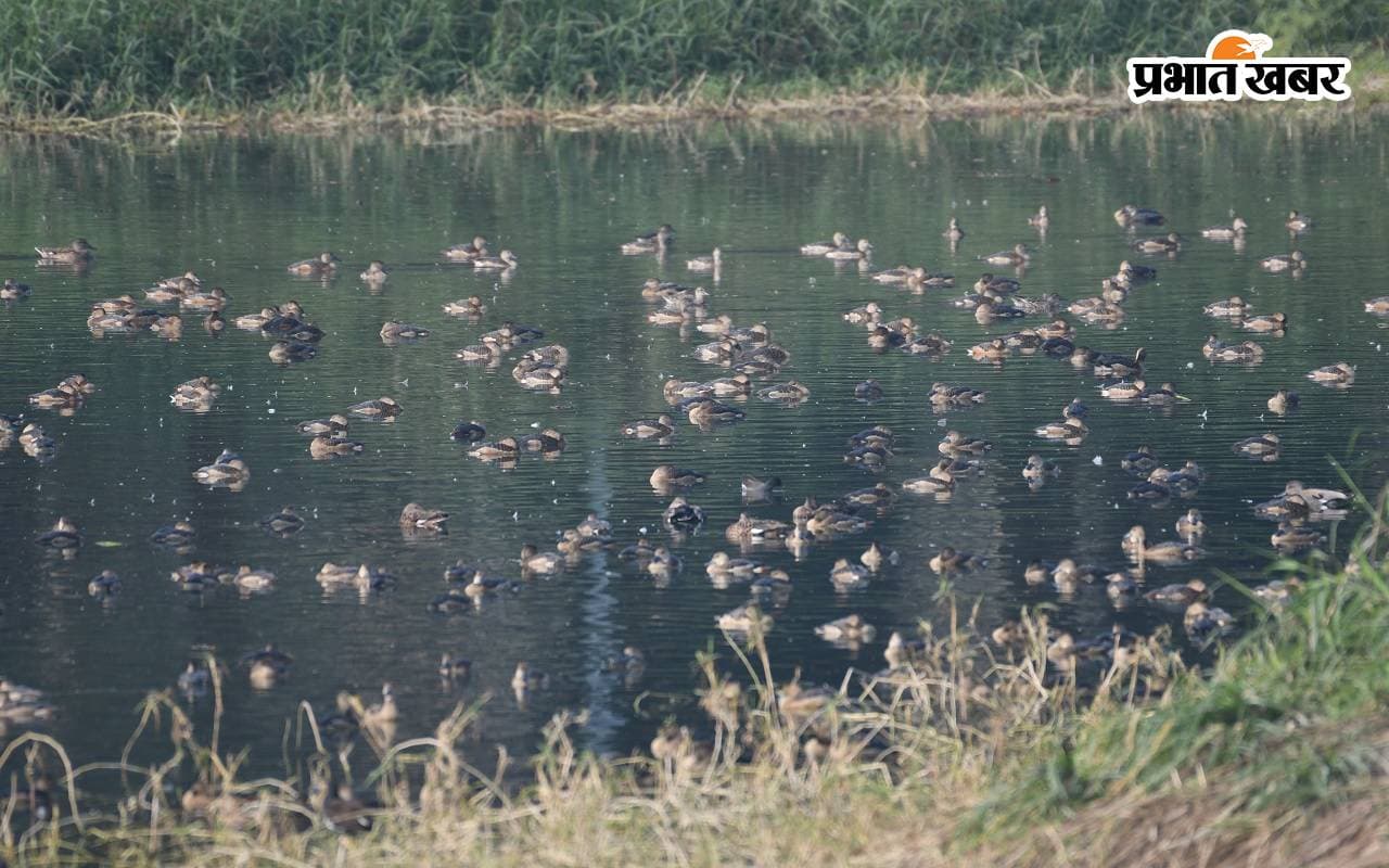 इंडोनेशिया-यूरोप से समंदर पार कर पटना आए खास मेहमान, जानें कहां कर सकते हैं दीदार