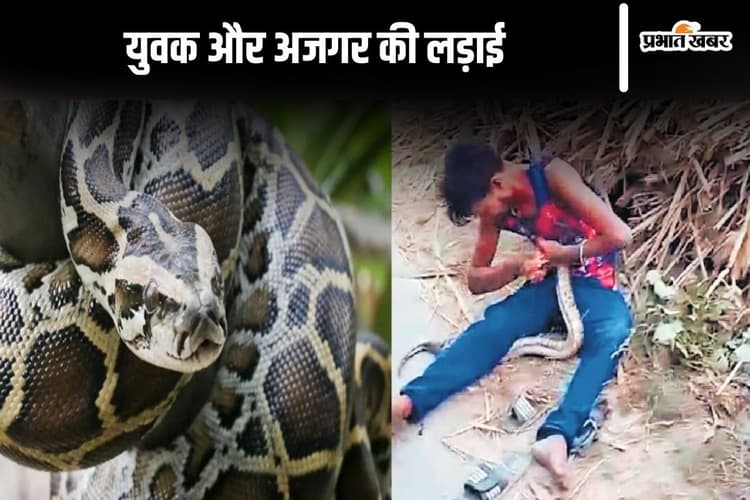 Siwan News: नशे में धुत युवक ने अजगर से की लड़ाई, सड़क पर पटक-पटक कर ले ली जान