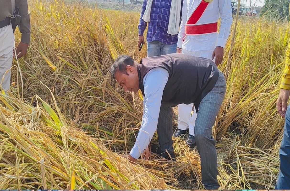 ‍Bihar News: बिहार के इस जिले के डीएम ने धान की फसल काटी, उपज को लेकर लगाया ये अनुमान