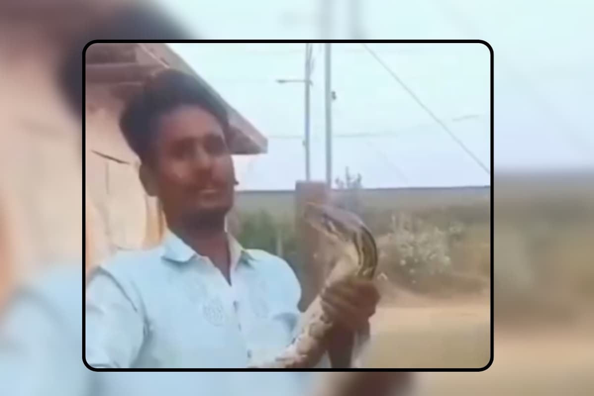 Video: कई फीट लंबे अजगर सांप को चूम रहा था युवक, फिर जो हुआ वह रोंगटे खड़ा कर देगा, देखें वीडियो