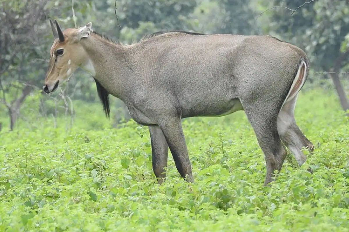 बगहा में नीलगाय शिकार का वीडियो वायरल, वन विभाग ऐक्शन में, 9 आरोपियों पर मामला दर्ज