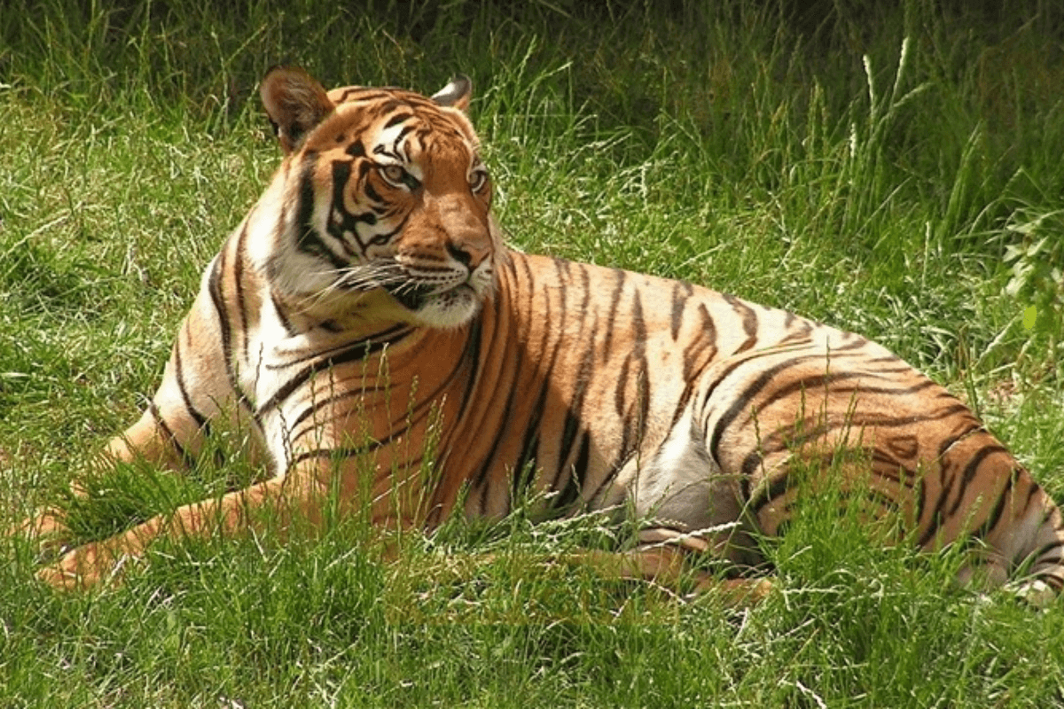 Bagaha News: VTR से भटक कर रिहायशी इलाके में पहुंचा बाघ, ग्रामीणों में दहशत का माहौल