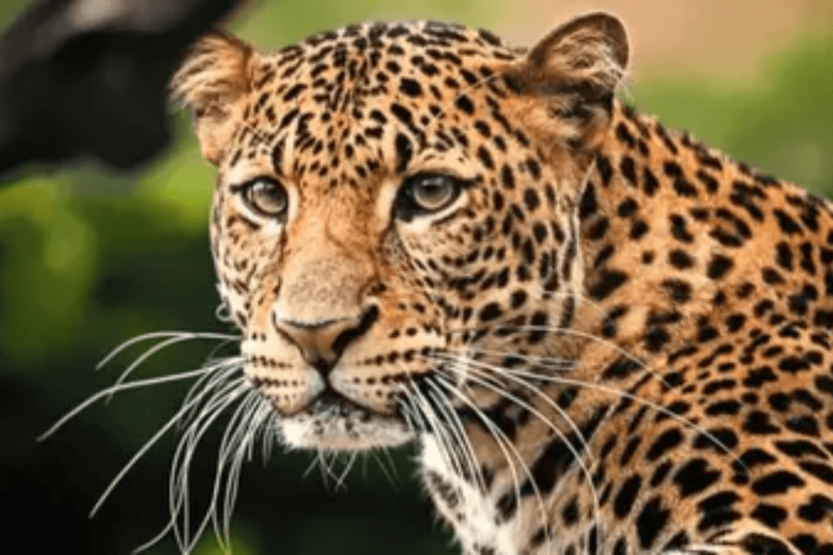 Bagaha News: जंगल से भटक कर दियारा क्षेत्र में घुसा तेंदुआ, तीन बकरियों को बनाया निशाना, दहशत में लोग