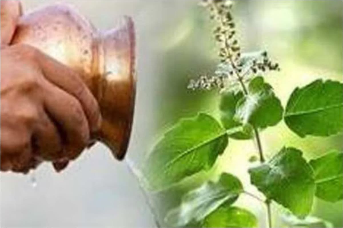 Good Luck Remedies : रोज तुलसी को जल में मिला कर यह चीज करें अर्पण, हो जाएंगे मालामाल