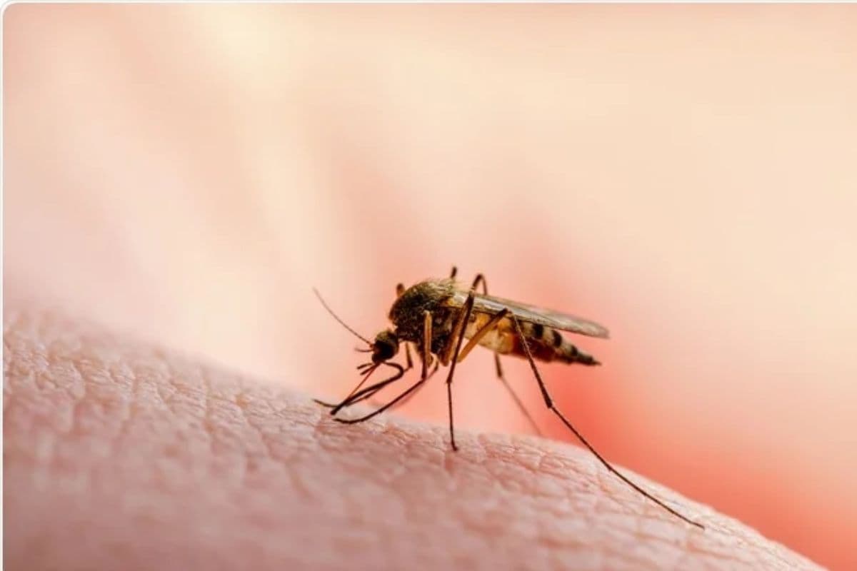 मलेरिया के विरुद्ध सफलता