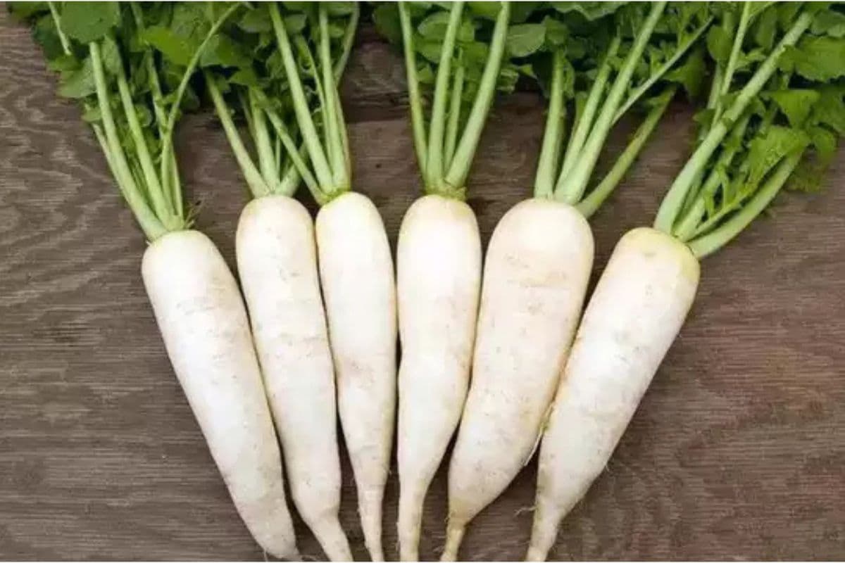 Mooli Ke Patton Ke Fayde : मूली के पत्तों के हैं अद्भुत फायदे, जो आपको भी कर देंगे हैरान