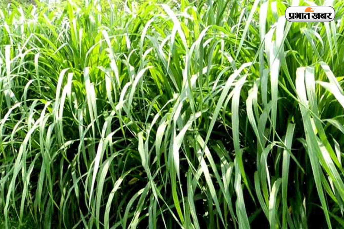 Farming Idea: नेपियर घास की खेती, एक बार लगाएं,पांच साल तक करें बंपर कमाई