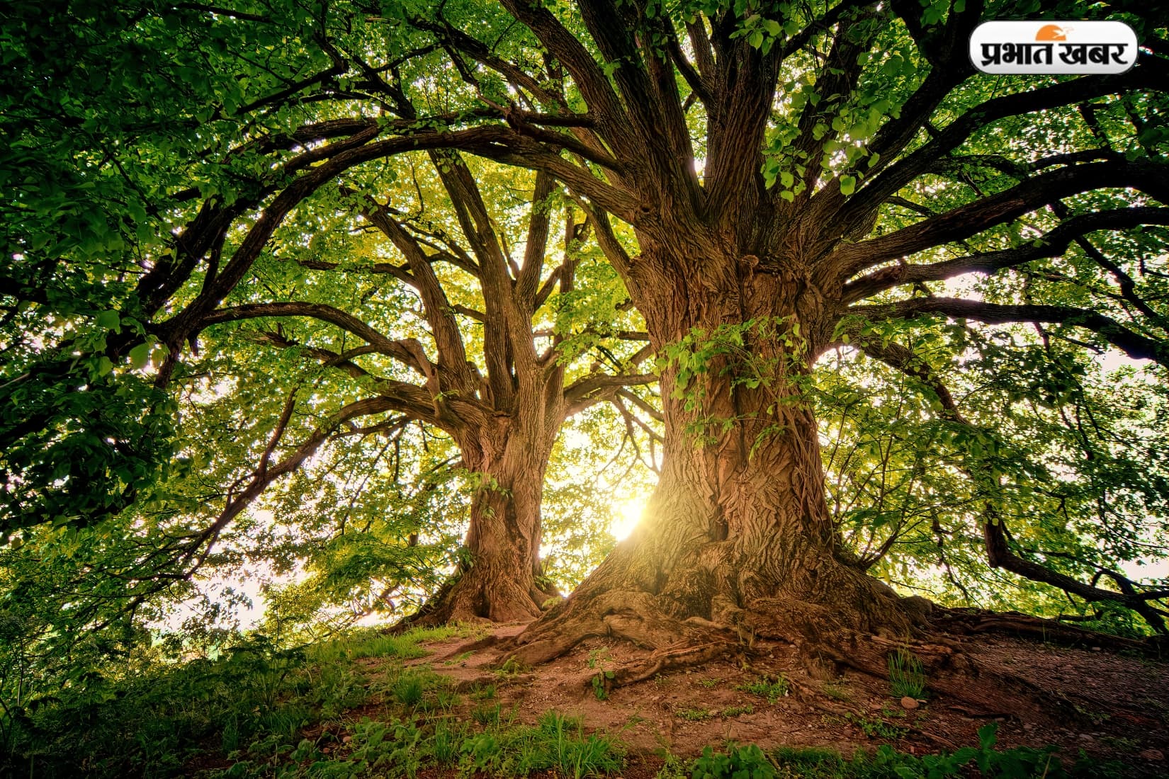 Pran Vayu Devata Yojana: पेड़ बचाओ, पेंशन पाओ, हरियाणा सरकार की अनोखी पहल