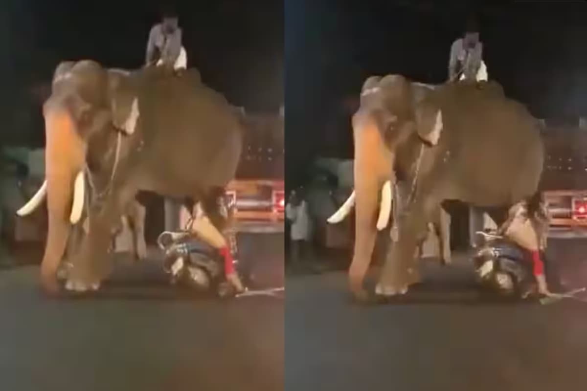 Funny Video: स्कूटी वाली लड़की ने हाथी को मारी टक्कर, देखें क्या हुआ आगे