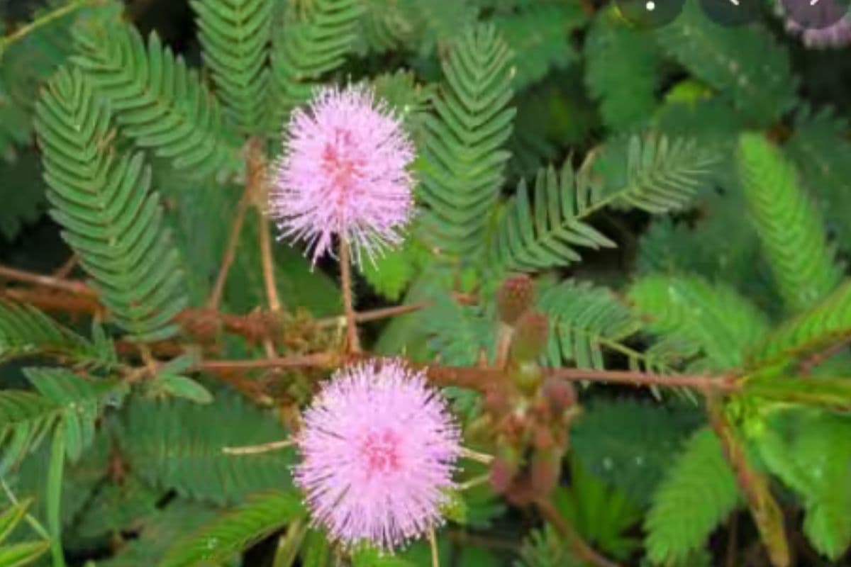 Benefits Of Shami Plant: घर में शमी का पौधा लगाने के धार्मिक और आध्यात्मिक लाभ