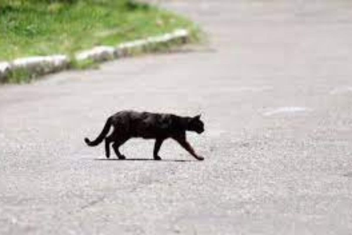 Superstition About Cats : क्या बिल्ली का रास्ता काटना वाकई में अशुभ होता है? जानिए इसके पीछे का रहस्य