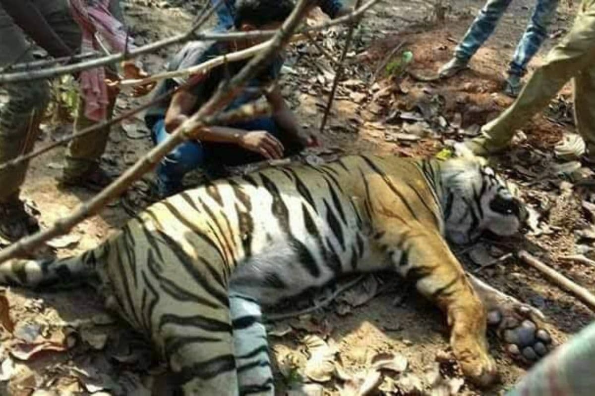 ओडिशा के सिमलीपाल टाइगर रिजर्व से भागी बाघिन 'जीनत' कैसे पकड़ी गयी? देखें वीडियो