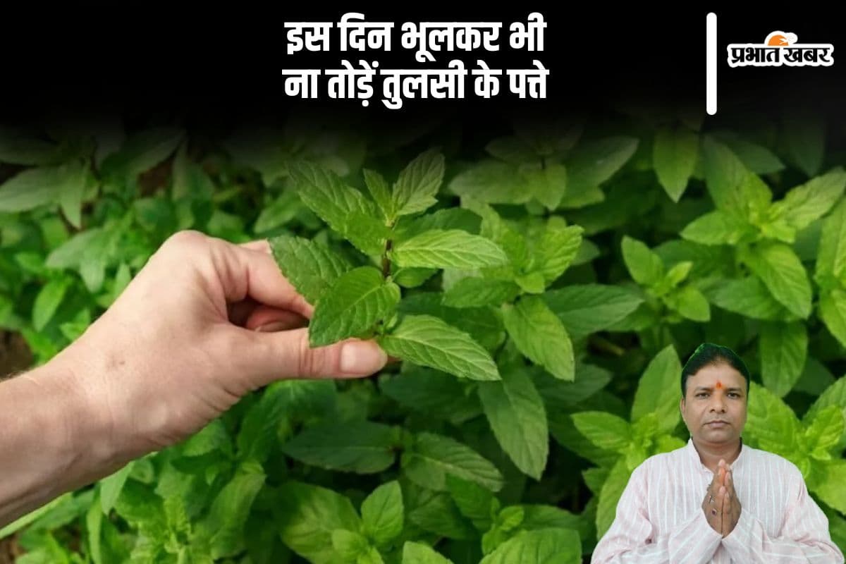 Tulsi Ke Upay: इन दिनों गलती से भी न तोड़ें तुलसी के पत्ते, लक्ष्मी माता हो सकती हैं नाराज