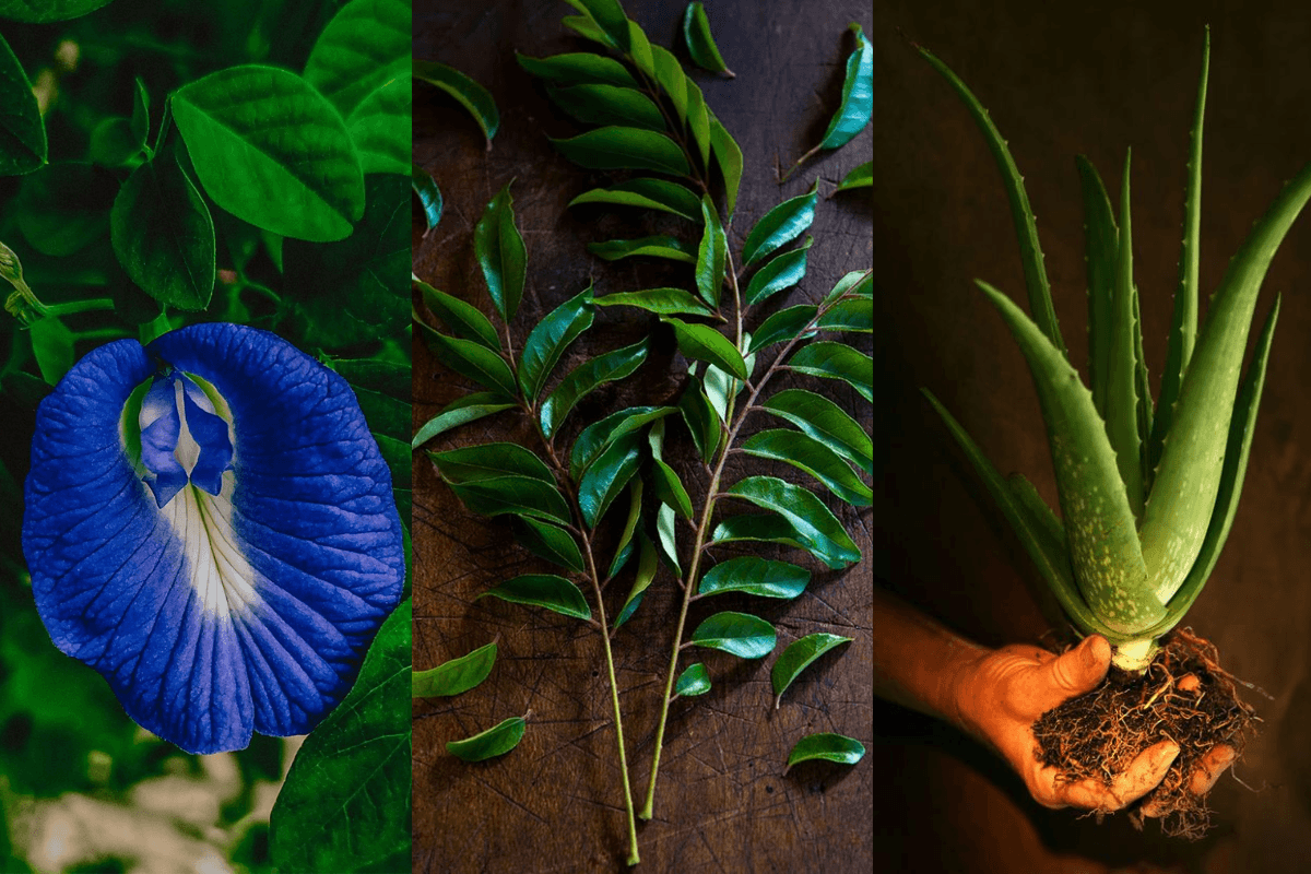 Top 5 Medicinal Plants For Your Home: हर घर में होने चाहिए यह 5 औषधीय पौधे, सेहत के लिए फायदेमंद होते हैं Top 5 Medicinal Plants For Your Home: हर घर में होने चाहिए यह 5 औषधीय पौधे, सेहत के लिए फायदेमंद होते हैं