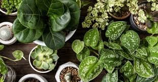 Winter Care Tips For Plants: सर्दी में पौधे मुरझा जाते है, ये 5 टिप्स के साथ करें केयर