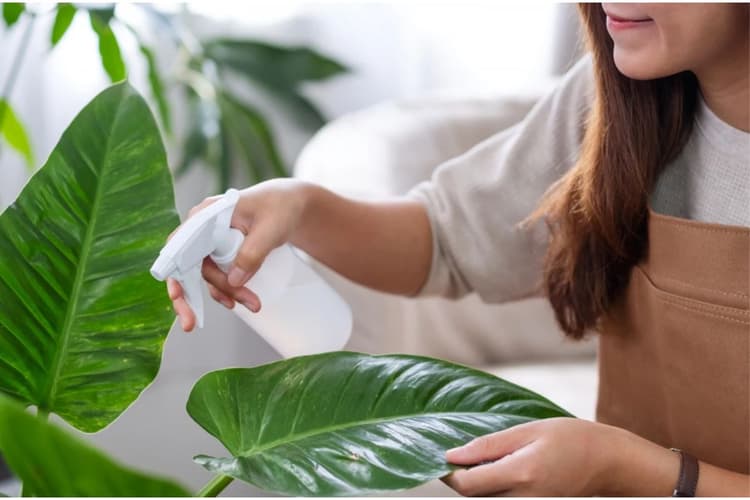 Winter Indoor Plant Care Tips : सर्दियों में हरे-भरे रहेंगे आपके पौधे, बस अपनायें यह ट्रिक्स