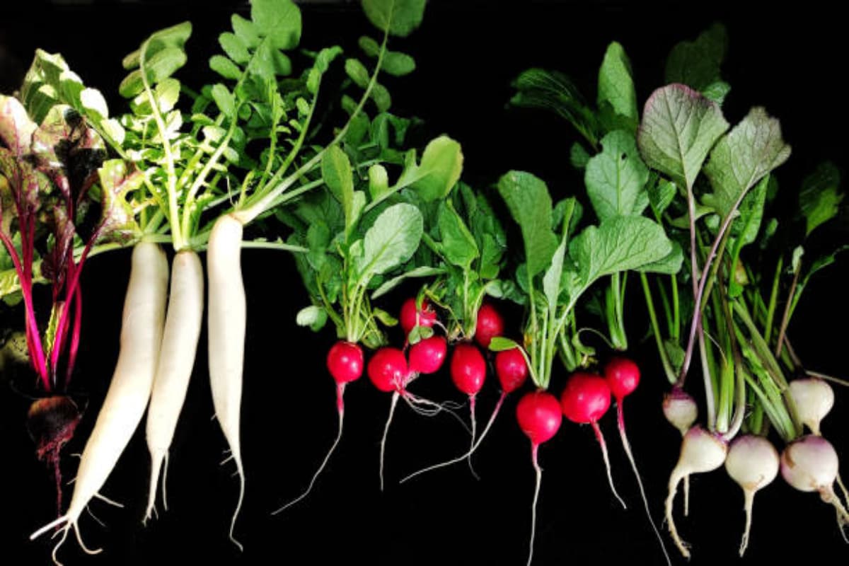 Winter Superfoods: ठंड में ब्लोअर और हीटर की नहीं पड़ेगी जरूरत, बस डाइट में शामिल करें ये सब्जियां
