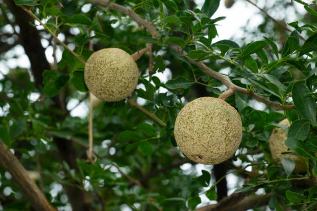 Health Tips: 10 रुपए का ये फल कई गंभीर बीमारियों से दिलाता है छुटकारा, जानें फायदे