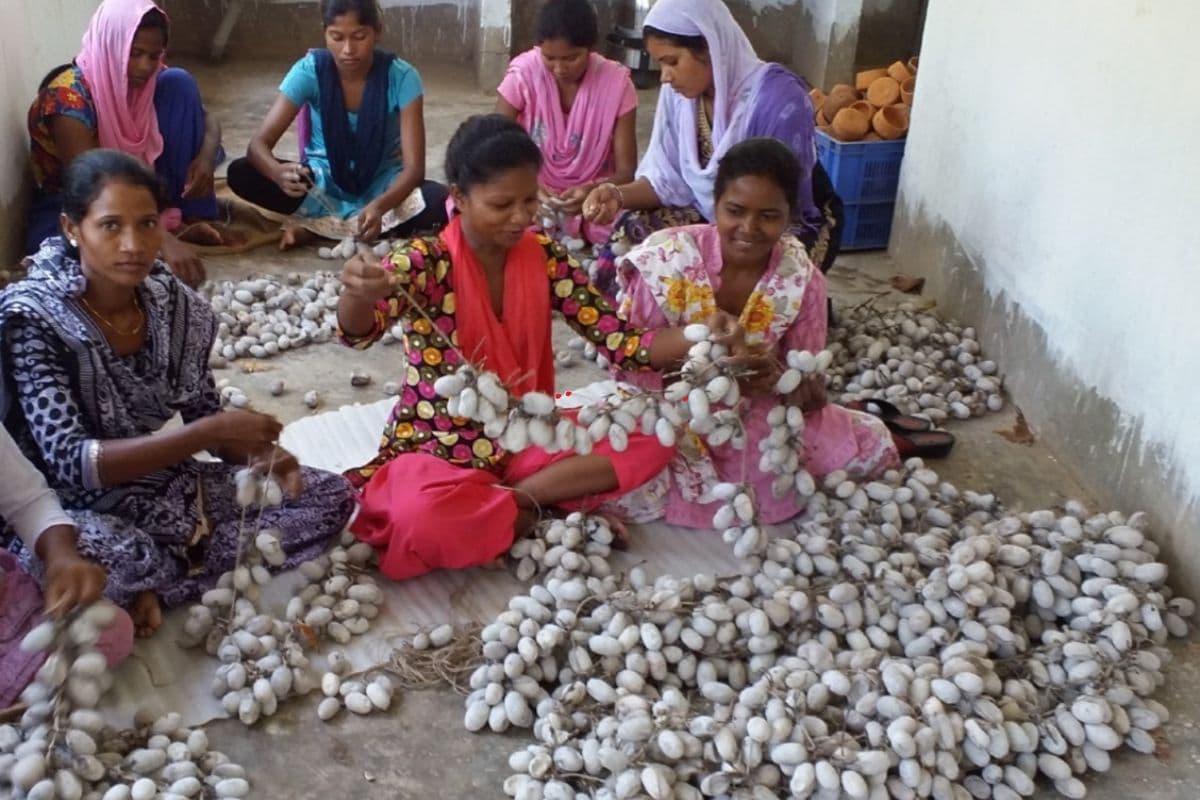 Jharkhand News: झारखंड में तीन साल से लगातार घट रहा तसर का उत्पादन, किसानों पर संकट