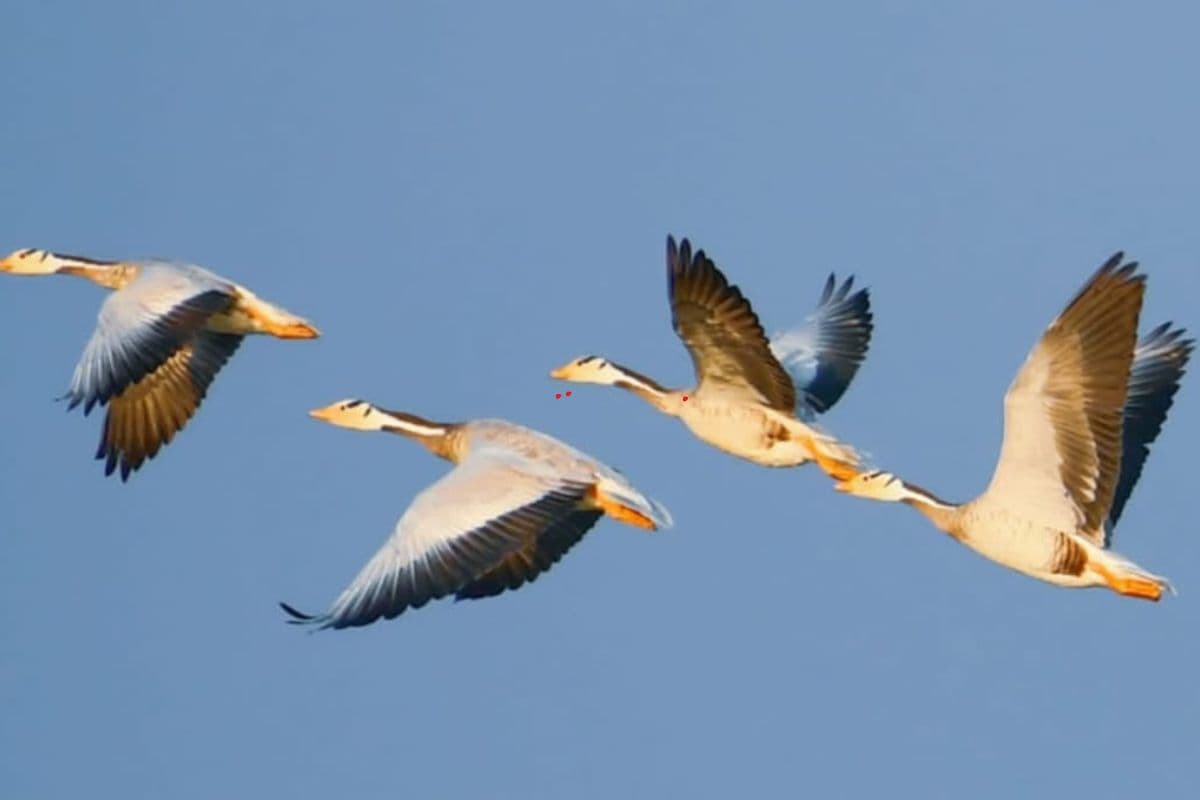 गिरिडीह के खंडोली पहुंचे साइबेरियन पक्षियों से झील हुई गुलजार, मन को मोहता है यहां का दृश्य