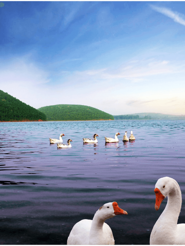 दिल जीत लेगा दलमा : हाथी, भालू, चीतल का करें दीदार