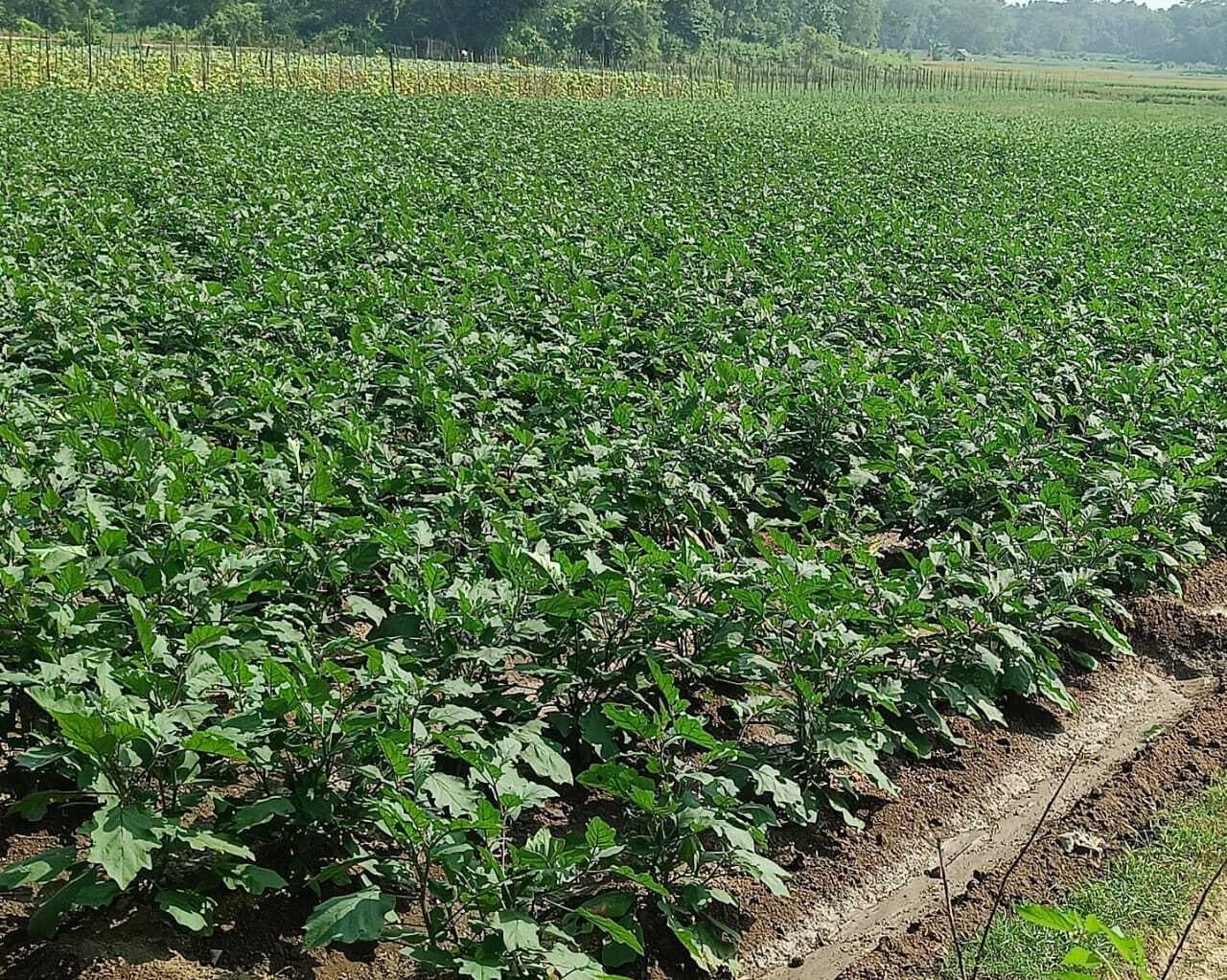East Singhbhum : बेमौसम बारिश से 900 बीघा में लगी सब्जी को नुकसान का खतरा