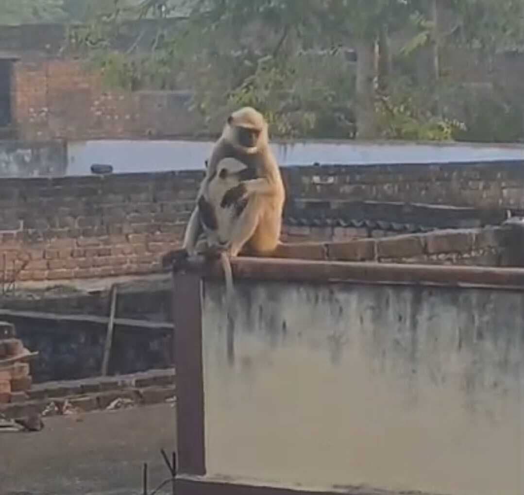 Gaya News : दो माह से बंदरों का आतंक, दर्जन भर लोगों को किया घायल